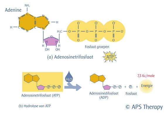 ATP Adenosinetrifosfaat APS Therapy